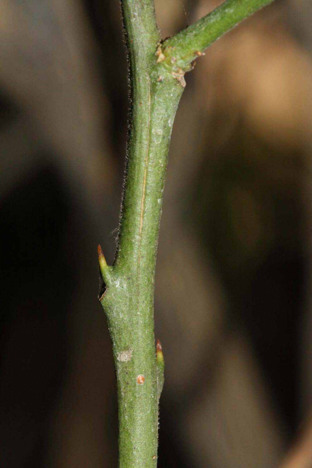            First year twig (Riverside, CA)   